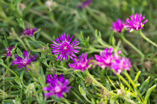 Vivid purple flower blooms against a green background