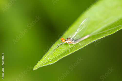 Small flying bug with large orange eyes on a green leaf against a blurred green background © ecummings00