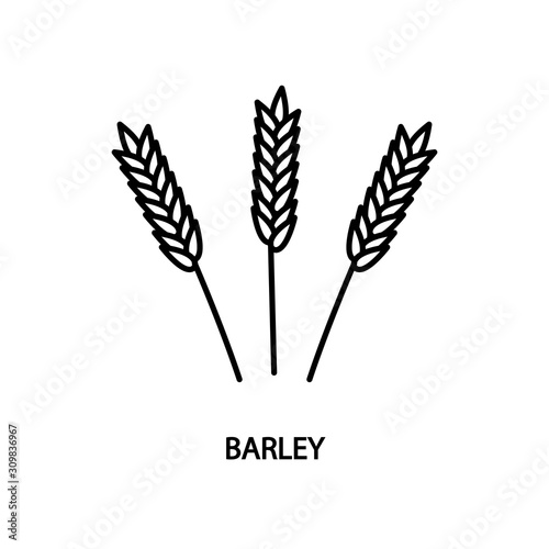 Barley line vector icon flat