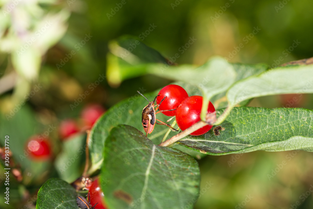 Orange and black bug on bright red berries Orange and black bug on bright red berries