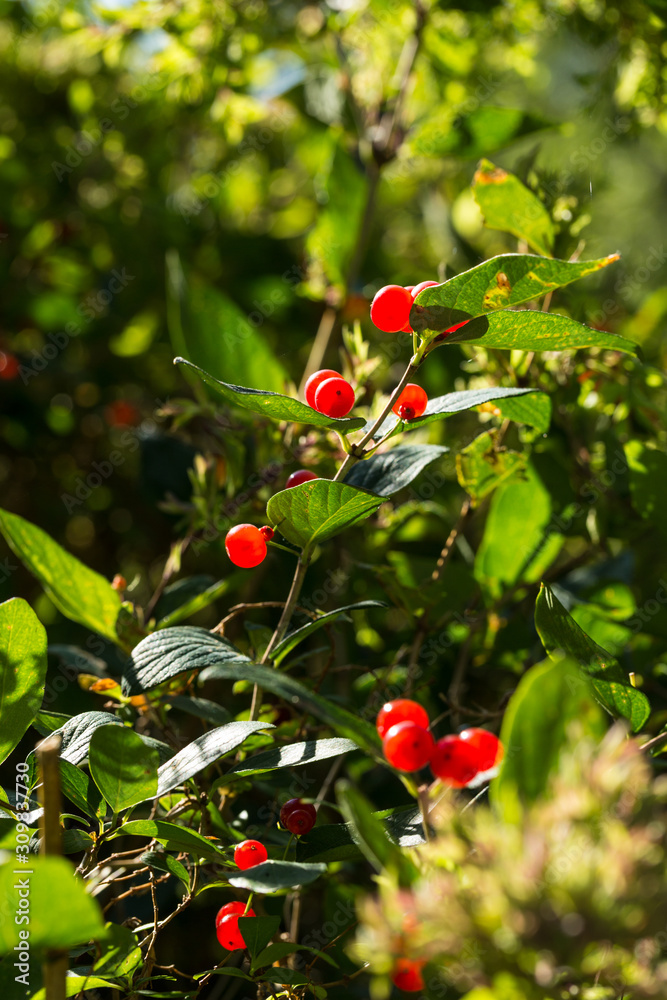 Stalk of bright red berries with green leaves and darker background