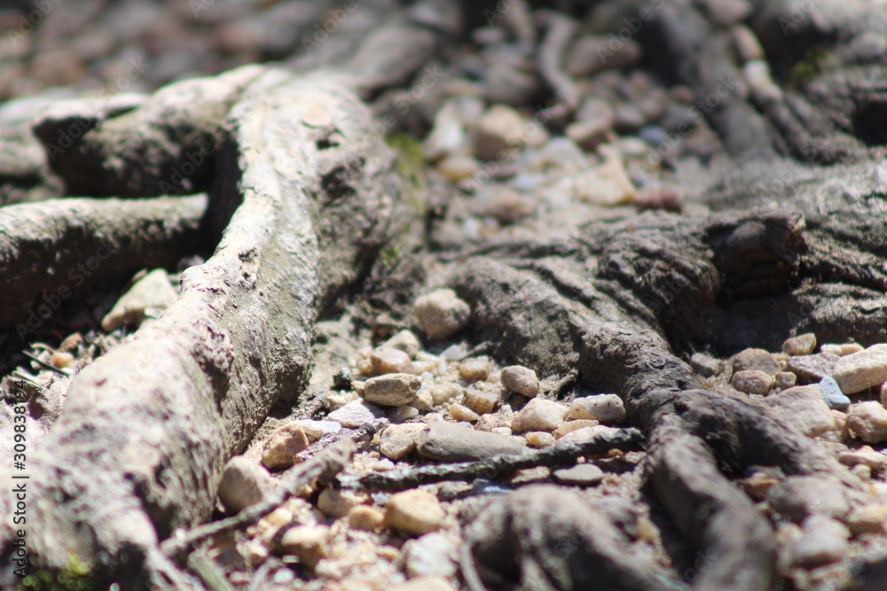 tree roots tree roots