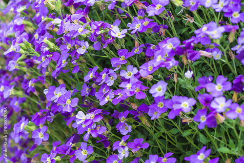 Beautiful violet flowers blooming on the stone wall on sunny day. Close up, selective focus