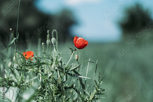 Fotografija Poppy Flower beside the road with small ladybug crawlig its stalk