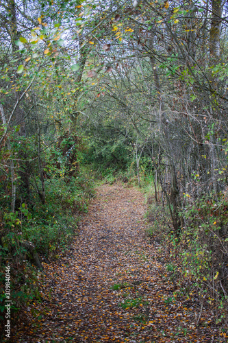 Bosque junto a la ribera del río Bullaque photo