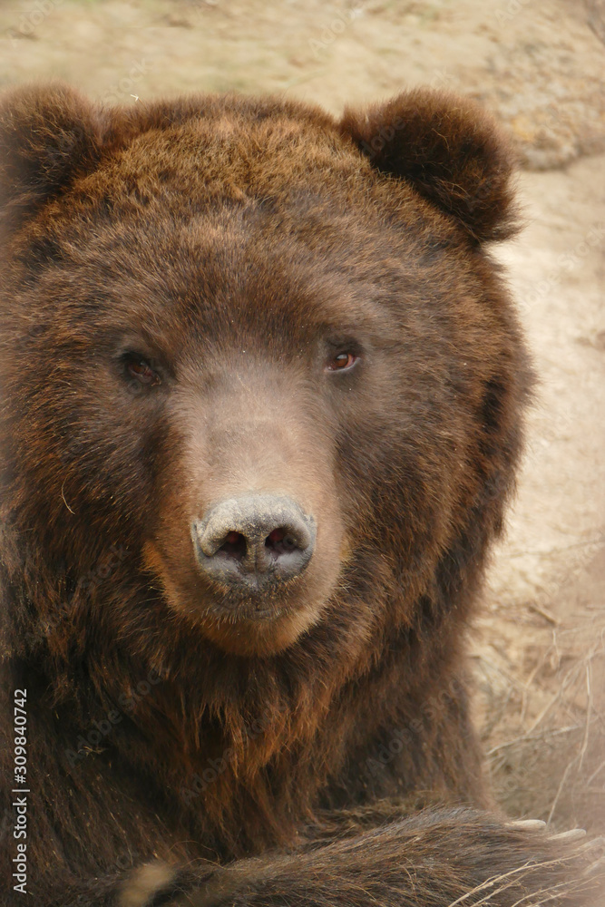 Portrait of a brown bear. Sad face. Wild animal pattern for design.