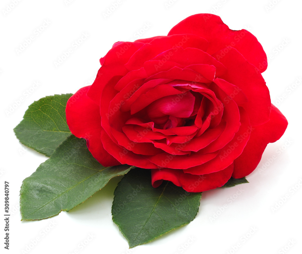 Fototapeta premium One red rose.