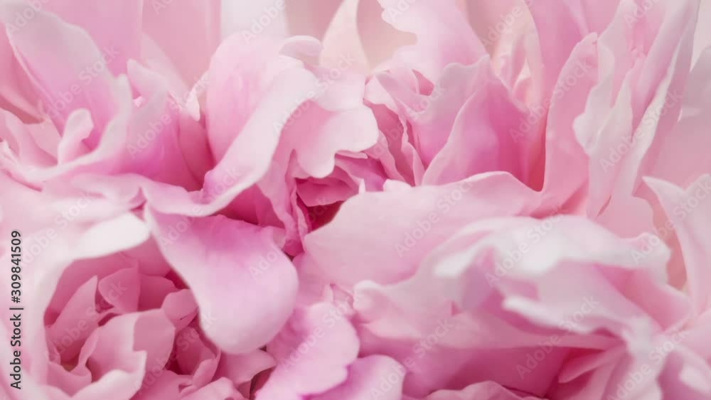 Beautiful pink peony background. Blooming peony flower outdoor, time lapse, closeup. Macro Beautiful pink peony background. Blooming peony flower outdoor, time lapse, closeup. Macro