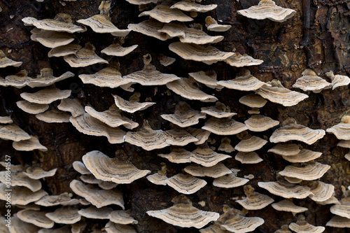large group of tinder mushrooms grows on a dead tree