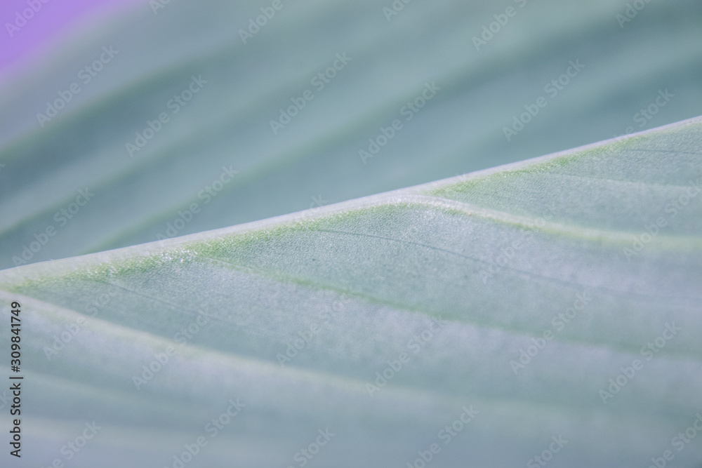 Green leaf texture Green leaf texture