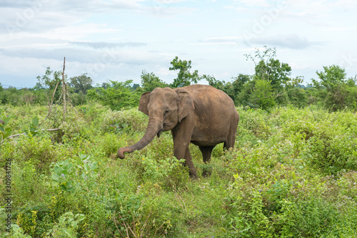 Portrait of an adult Ceylon elephant eating fresh green vegetation