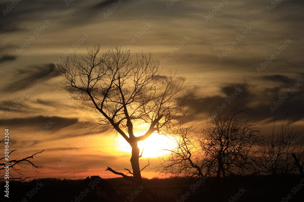 silhouette of tree in sunset with clouds in Kansas.