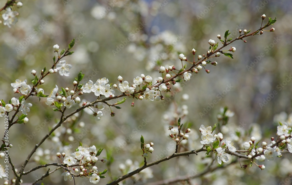 Spring blossom in Estonia during spring season Spring blossom in Estonia during spring season