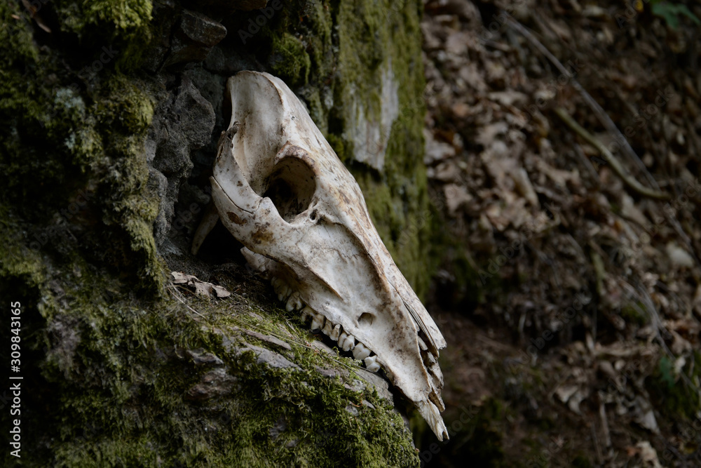 creepy skull cranium of an animal in forest dead death life wild boar creepy skull cranium of an animal in forest dead death life wild boar