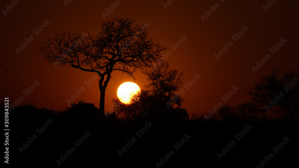 Baum vor untergehender Sonne