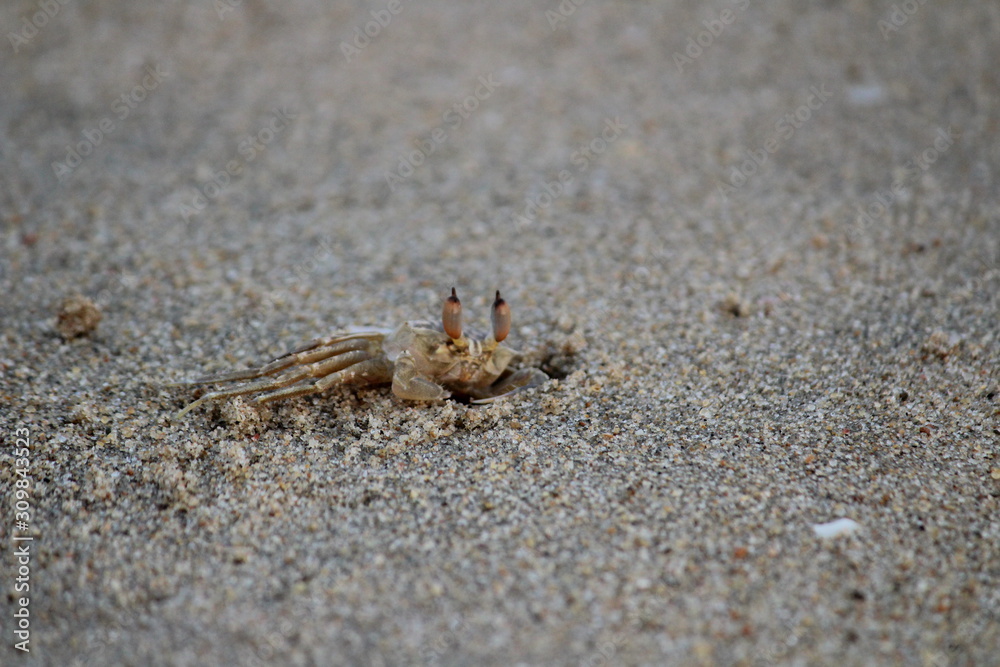 Crab hiding into the beach sand