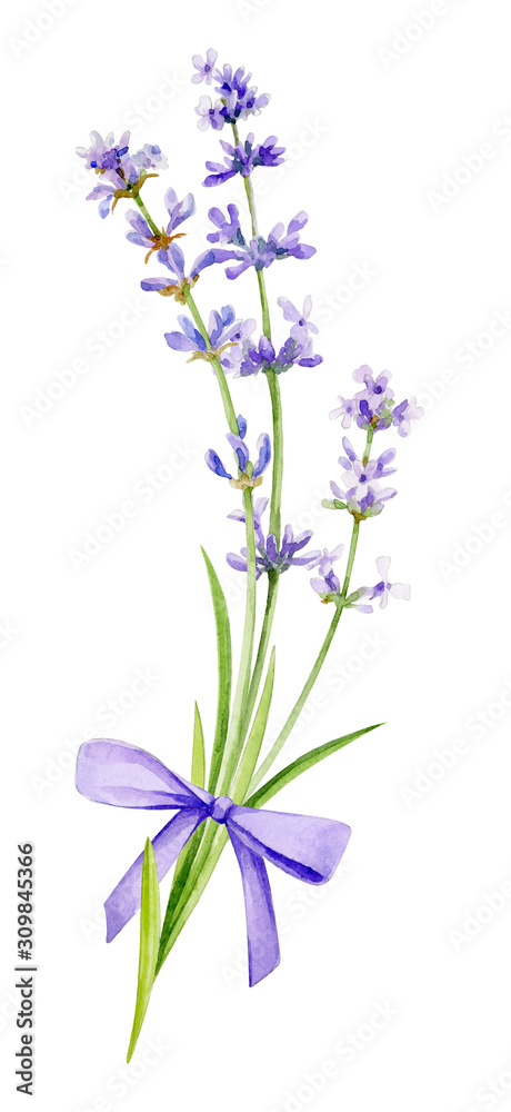 Watercolor illustration. A bouquet of lavender with a bow on an isolated white background. Watercolor illustration. A bouquet of lavender with a bow on an isolated white background.