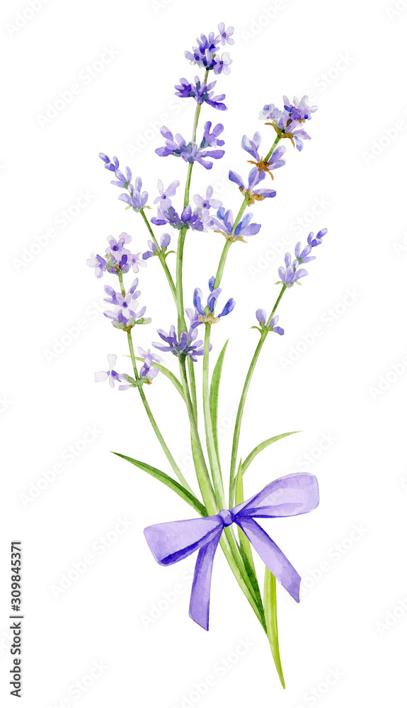 Naklejka premium Watercolor illustration. A bouquet of lavender with a bow on an isolated white background.