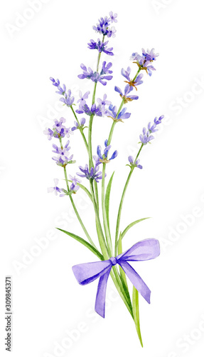 Watercolor illustration. A bouquet of lavender with a bow on an isolated white background.