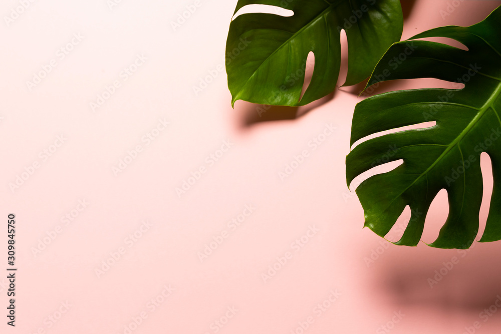 Fototapeta Two Monstera Leafs isolated on pink background, top view