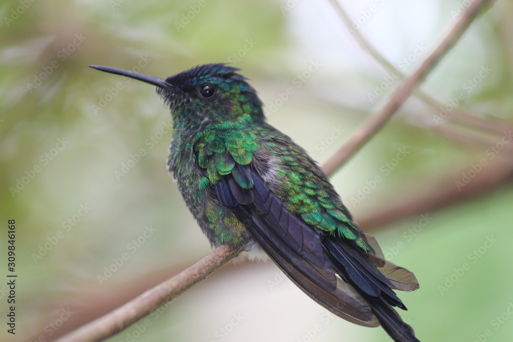 Fototapeta premium hummingbird