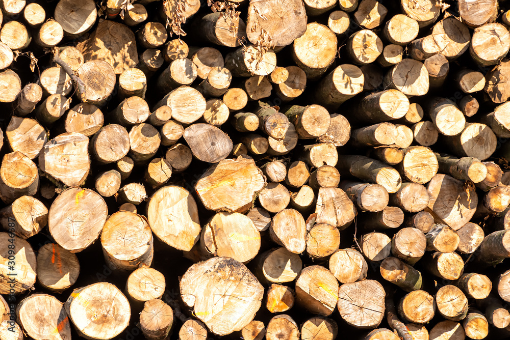 Holzstämme im Wald nach der Ernte Holzstämme im Wald nach der Ernte