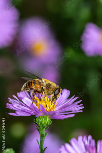 Bee eat pollen of flower Spring flower and bee pollinated violet flowering flower © bibi75