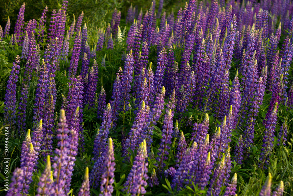 Purple lupins - beautiful spring flowers blooming in a field near the forest, background. Nature outdoors Purple lupins - beautiful spring flowers blooming in a field near the forest, background. Nature outdoors
