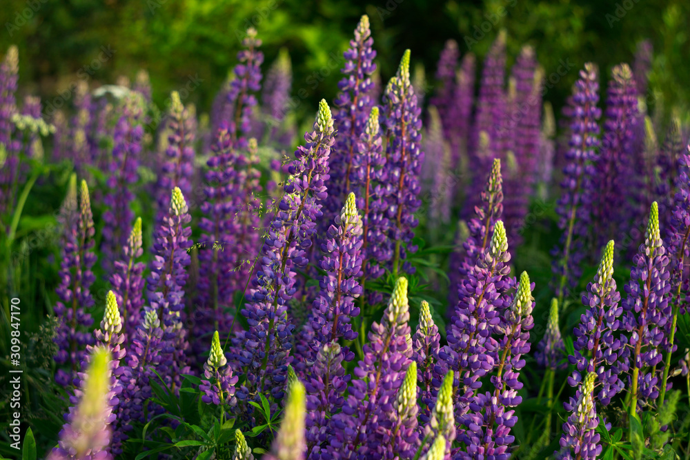 Purple lupins - beautiful spring flowers blooming in a field near the forest, background. Nature outdoors Purple lupins - beautiful spring flowers blooming in a field near the forest, background. Nature outdoors