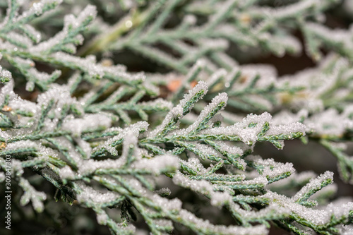 Winter snowy background with thuja tree branches. Christmas card