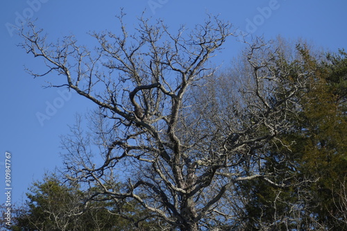 blue ash, December afternoon