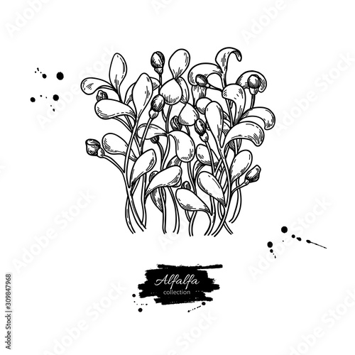 Alfalfa sprouts heap vector drawing. Kai wah-rei bunch. Isolated sketch of baby plant.