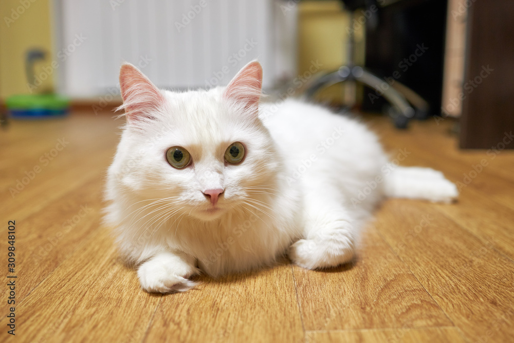 Obraz premium adorable domestic white whisker cat lies on floor and look in camera. life of domestic pets