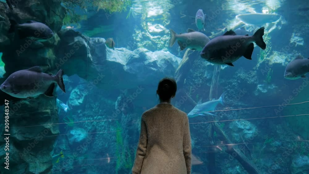 Woman silhouette looking at fish in large public aquarium tank at oceanarium. Blue low light illumination - back view. Tourism, education, underwater life and entertainment concept