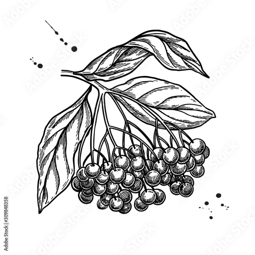 Black elderberry vector drawing. Hand drawn botanical branch with berries and leaves