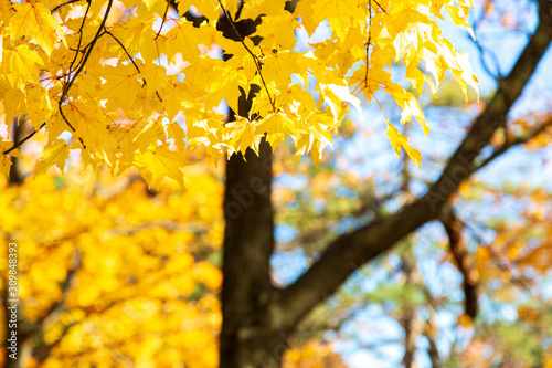 Yellow Autumn Trees