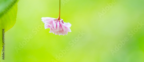 Beautiful pink cherry blossom (Sakura) flower. Soft focus cherry blossom or sakura flower on blurry background. Sakura and green leaves in the sun. Copy space