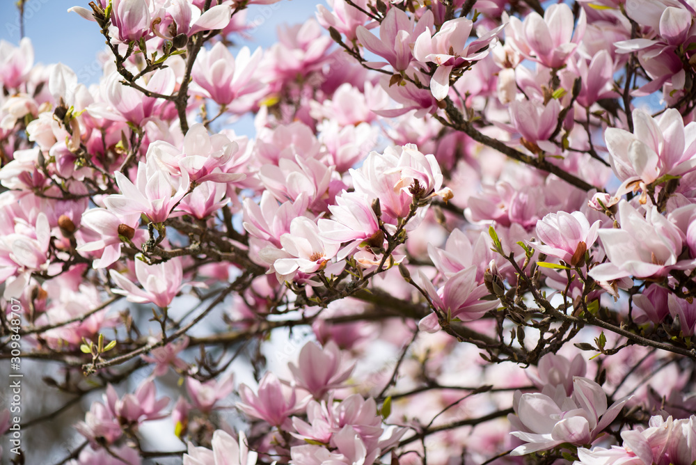 Pink Magnolia Flowers Close Up. Spring flowers, floral background. Pink Magnolia Flowers Close Up. Spring flowers, floral background.