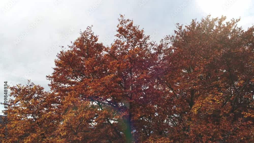 Aerial crane up dhot of maple tree with dry red leaves in autumn. Landscape. Aerial crane up dhot of maple tree with dry red leaves in autumn. Landscape.