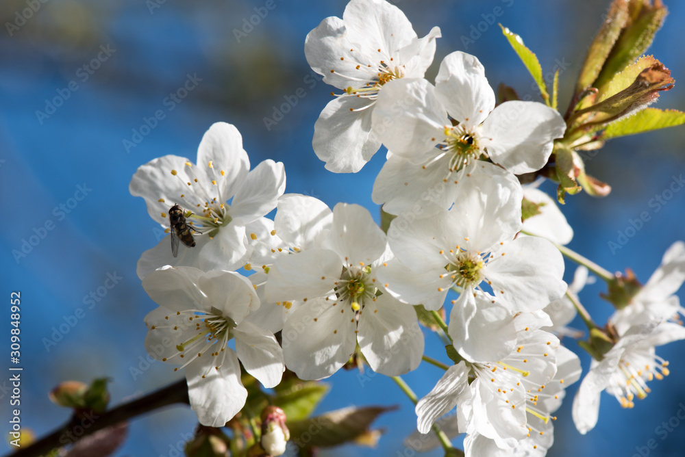 Cherry branch in bloom. White flowers on a tree branch. Blue sky on background.