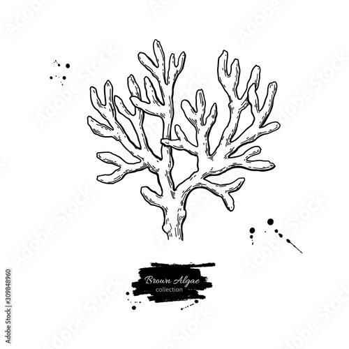 Brown algae vector illustration. Isolated drawing on white background.
