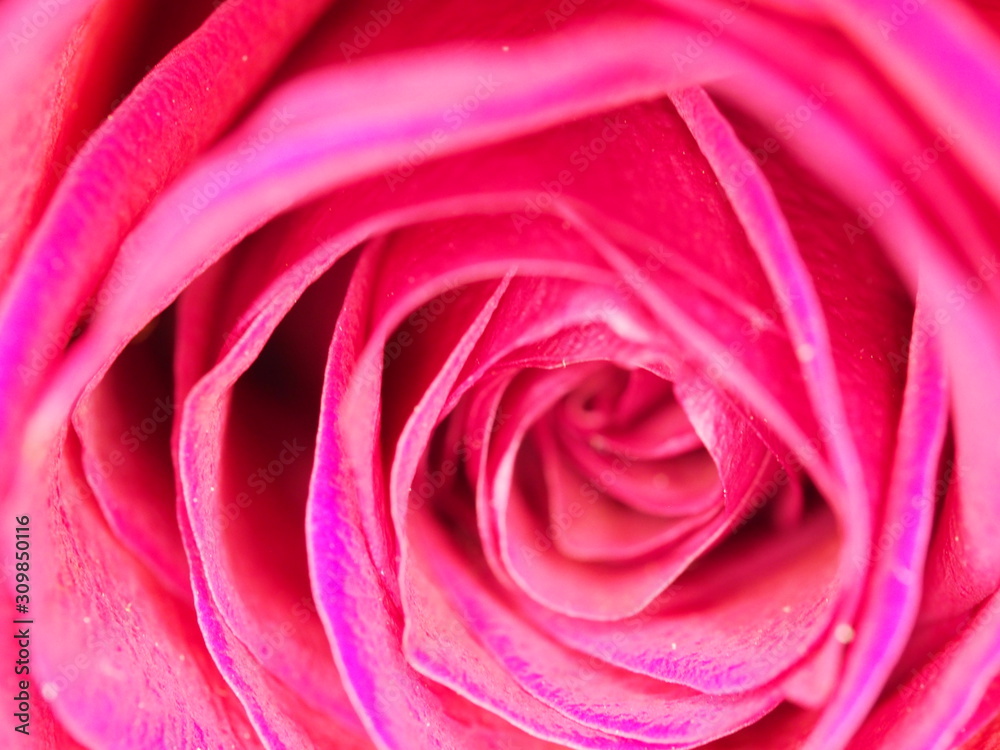 Close up of Red Rose Close up of Red Rose