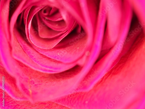 Fototapeta Naklejka Na Ścianę i Meble -  Close up of Red Rose