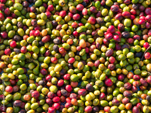 Drying coffee fruit / coffee cherries in Mondulkiri Province, Cambodia.
