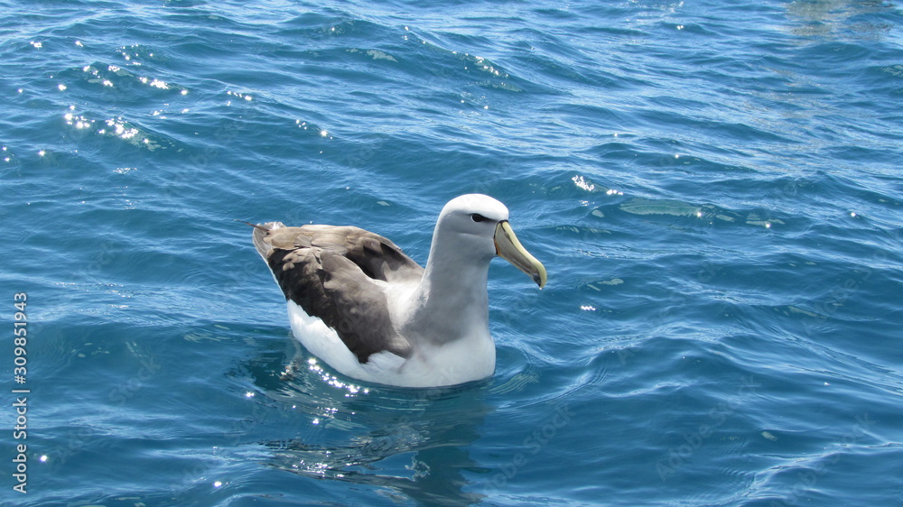 A Salvin's albatross (Thalassarche salvini) off Kaikoura, New Zealand A Salvin's albatross (Thalassarche salvini) off Kaikoura, New Zealand
