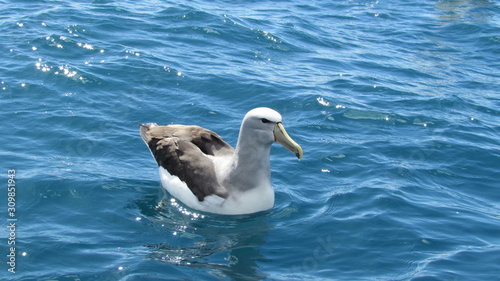 A Salvin's albatross (Thalassarche salvini) off Kaikoura, New Zealand