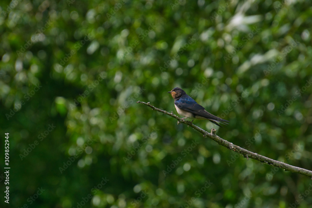 Obraz premium bird on a branch