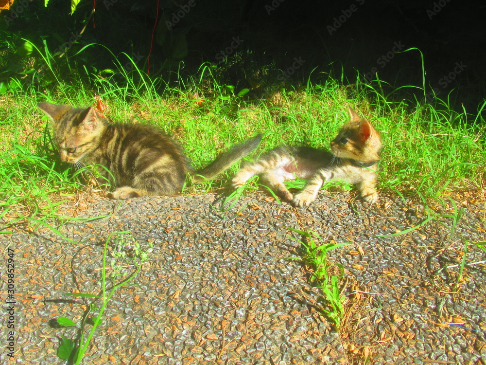 Deux bébés chats allongé dans le jardin Deux bébés chats allongé dans le jardin