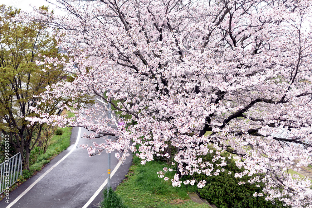 桜 桜