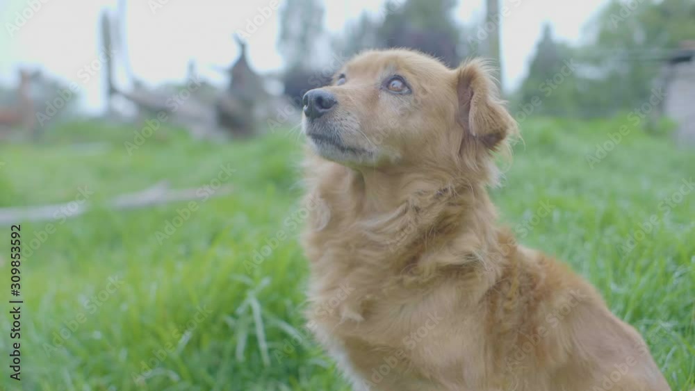 Dog with Short Legs Looking to the Sky and Sighing Dog with Short Legs Looking to the Sky and Sighing